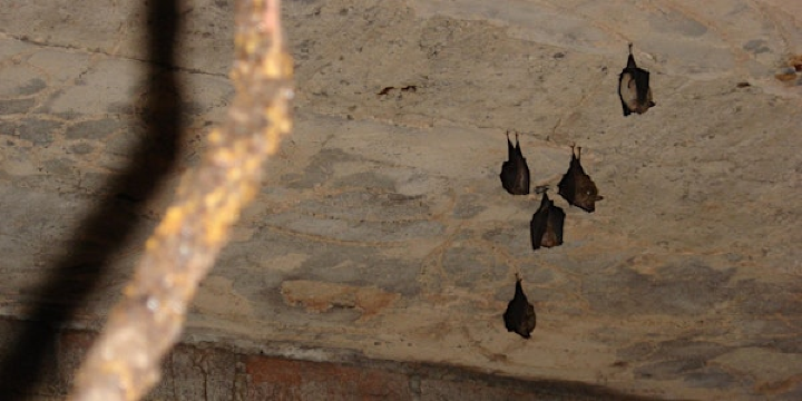 Ecology and Conservation of Lesser Horseshoe Bats (In person) | Kenilworth Senior Citizens' Club