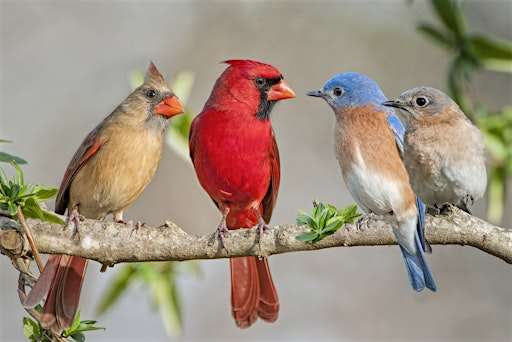 Bird Apps and Tech to Improve your Birding Skills | Eva Perry Regional Library