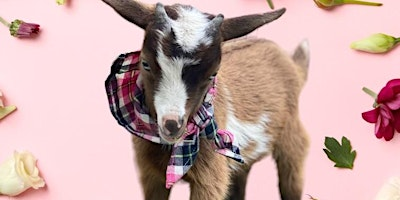 Goat Yoga McKinney @ Tupps! | TUPPS Brewery