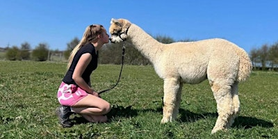 Alpaca Walk | Happyard