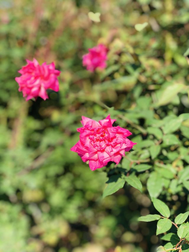 🌻🌼夢幻花園🌺🌸台北玫瑰園🌹🌷Taipei Rose Garden