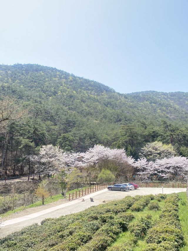알고보니 벚꽃 맛집, 부안 개암사 벚꽃