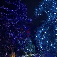 Christmas lights festival at the botanical gardens 