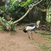 Bali Bird Park Wonderful Indonesia