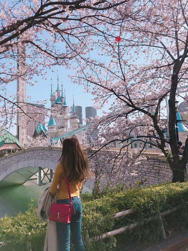 밤에 더 빛나는 석촌호수 벚꽃🌸✨