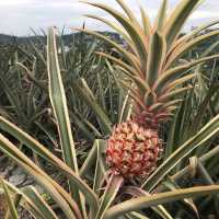 Saudagar Nanas Agrofarm, lokasi menarik!