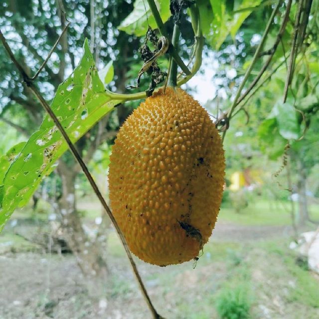 #ภูกระเหรี่ยง​ สายชิลล์ต้องมา​  นครนายก​