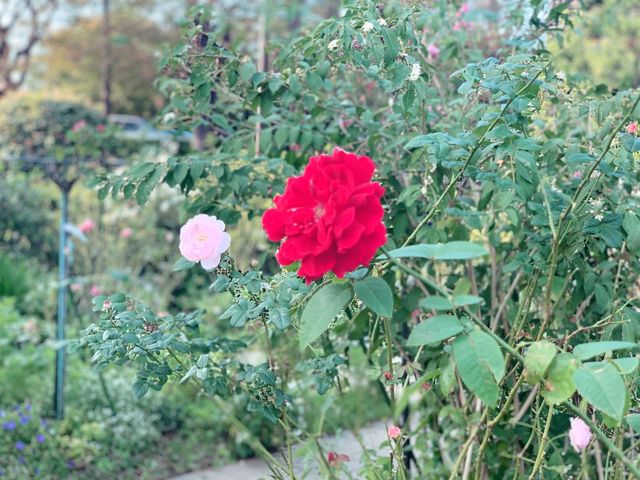 【横浜】山下公園内の庭園「未来のバラ園」