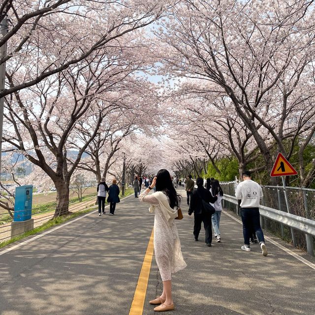 벚꽃로드의 끝판왕, 양산 황산공원