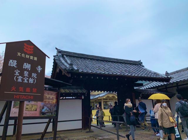 京都　SAKURA  桜めぐり❗️醍醐寺の霊宝館あたりの桜に感動❗️