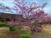 京都　SAKURA 桜めぐり❗️勧修寺の桜に感動❗️