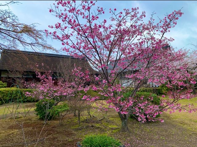 京都　SAKURA 桜めぐり❗️勧修寺の桜に感動❗️