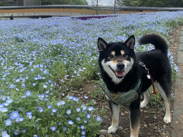 #浜松市　#浜名湖ガーデンパーク　#花畑　#ラッキーわんこ旅