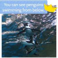【京都】京都水族館の可愛すぎるペンギンさん✨✨