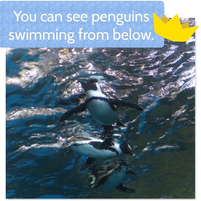 【京都】京都水族館の可愛すぎるペンギンさん✨✨
