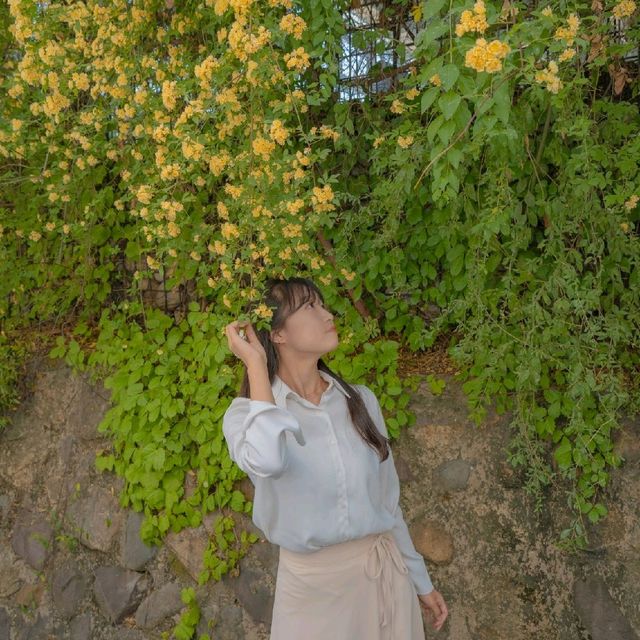 [목향장미와 예쁘게 찍는방법! 대구카페, 큐바이쿼트🌼]