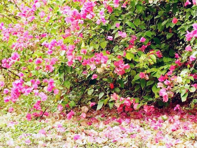 青衣公園