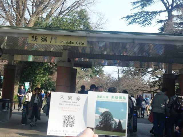 東京賞櫻勝地🌸🌸➡️新宿御苑