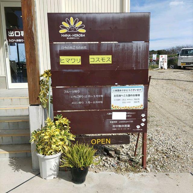 愛知県！秋の花畑でひまわりが満開