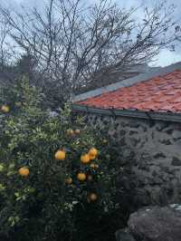 제주도 돌담 시골 뷰를 감상할 수 있는 애월 골목카페 옥수🍊