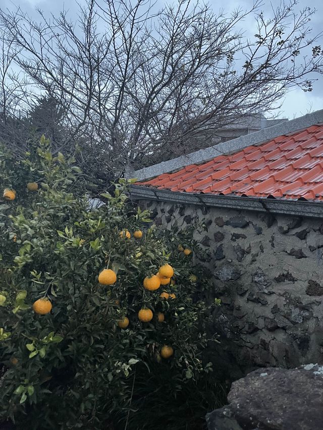 제주도 돌담 시골 뷰를 감상할 수 있는 애월 골목카페 옥수🍊