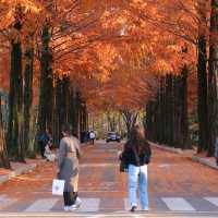 가을을 만끽하는 계명대학교 캠퍼스의 낭만🍂