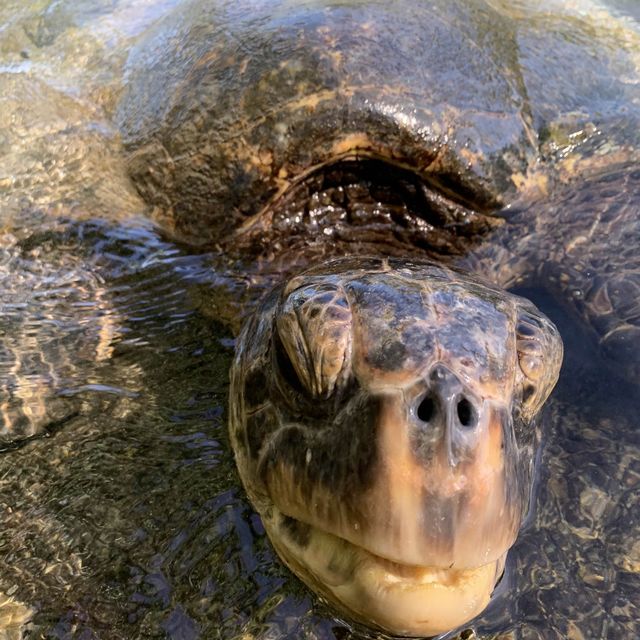 Sunshine likes Waikoloa Beach.. so will you!