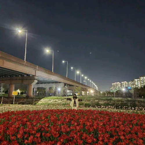밤의 튤립