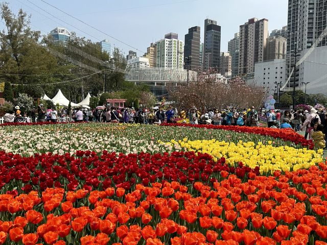 香港賞花 | 維園花展 | 鬱金香篇