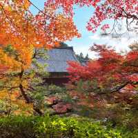 【紅葉巡り】湖東三山 百済寺