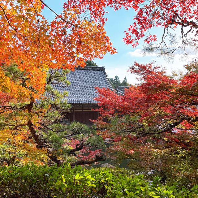【紅葉巡り】湖東三山 百済寺