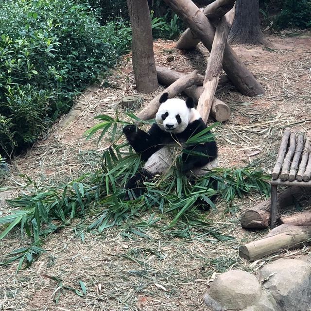 Panda Family @ River Wonders