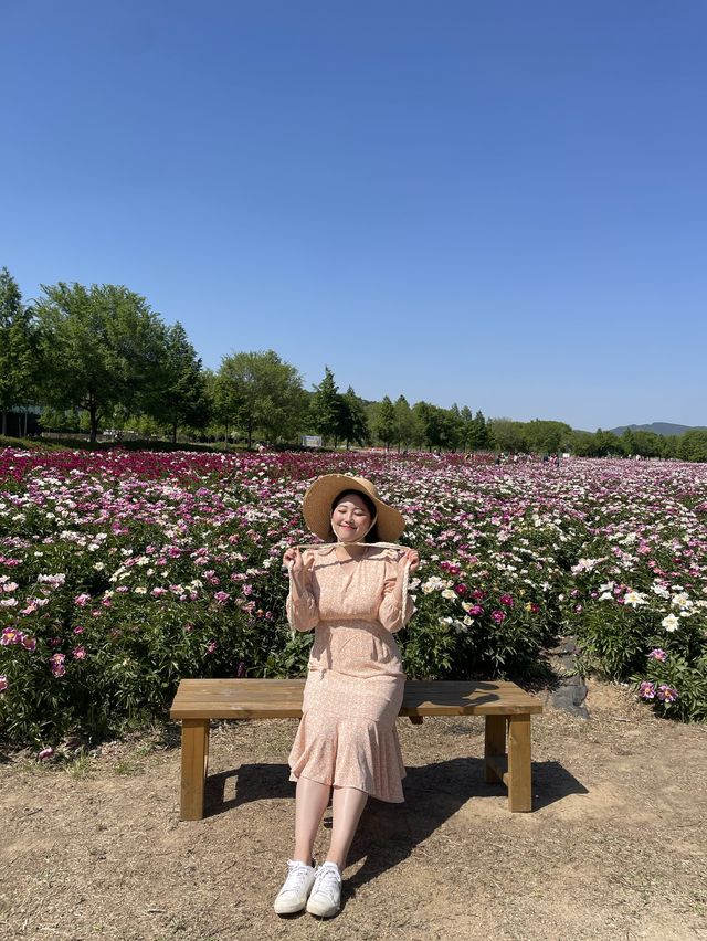 작약꽃밭 구경하고 가세요 💕