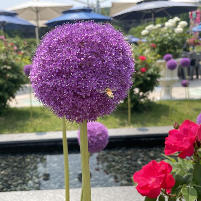 용인 에버랜드, 국내 꽃구경 탑 오브 탑!