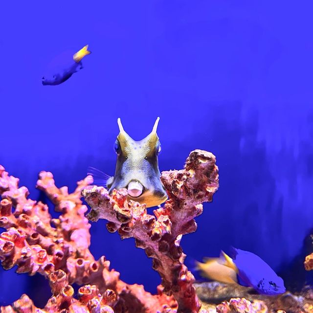 Sea life bangkok ocean world