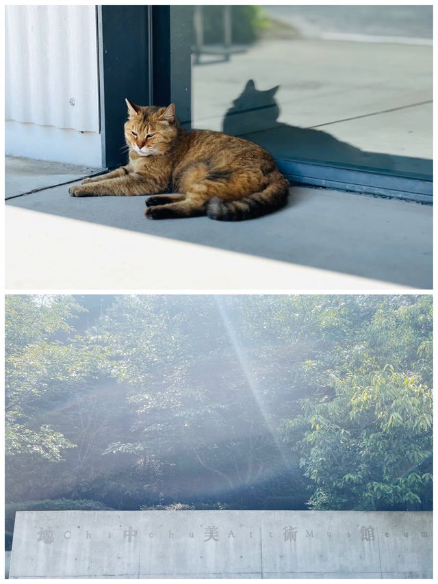 直島＊直島パヴィリオン&地中美術館