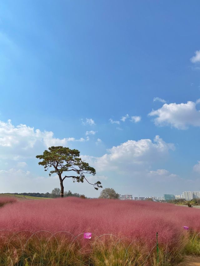 핑크뮬리의 매력 속으로 풍덩 💗