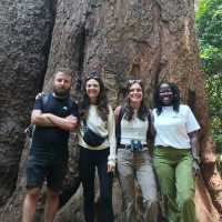 Mt Kilimanjaro,Mongion waterfall,