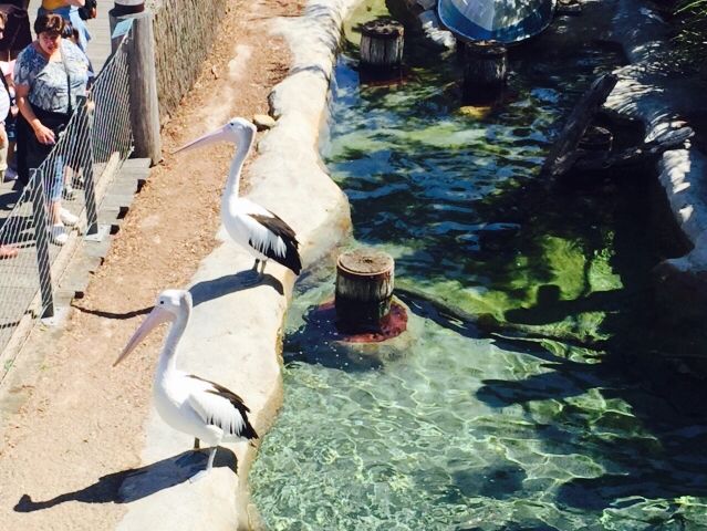 塔龍加動物園 | 悉尼著名遛娃聖地