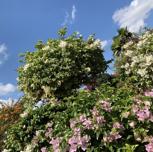 Tropical Flower and Fruit Garden