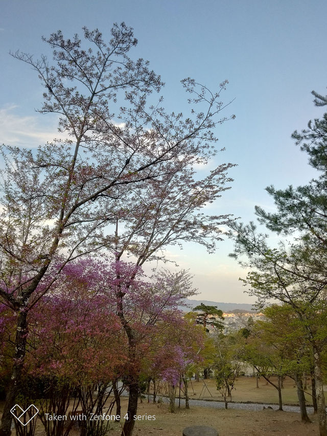 京都嵐山竹林之道