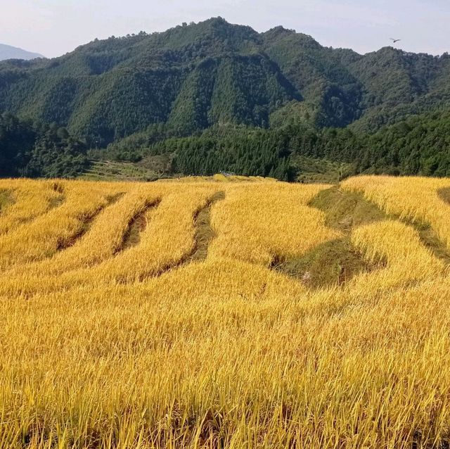 Golden Rice Terraces Oujia Village, Taibao Town, Lianshan, Yao Autonomous County, Qingyuan