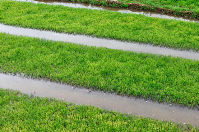 Rice seedlings are actually very beautiful.