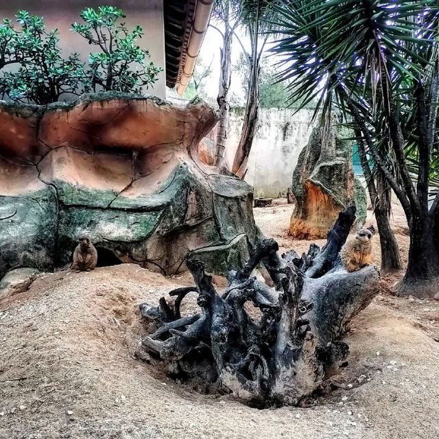 Didn't expect Portugal to have such a great zoo experience.