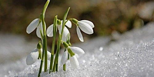Wellesley Woodlands Signs of Spring Nature Hunt | Wellington Statue Car Park