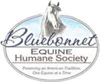 Bluebonnet Horse Expo 2024 | Williamson County Expo Center
