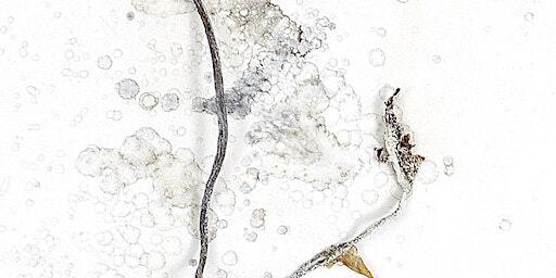 We Are Ocean: Artist talk with Alison Grant and Tokes Sharif | Wasps Granton Station