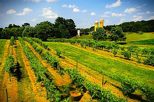 St. Patrick 5k & 1 Mile Run | Wilderness Run Vineyards