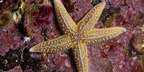 Extreme Rockpool Safari - South Bay, Scarborough | Sea Cliff Road car park