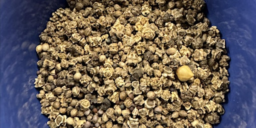 Fall Vegetable Seed Starting Workshop | 1032 Superior St